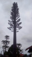 /album/galeria-de-fotos/torre-sequoia-2-jpg/